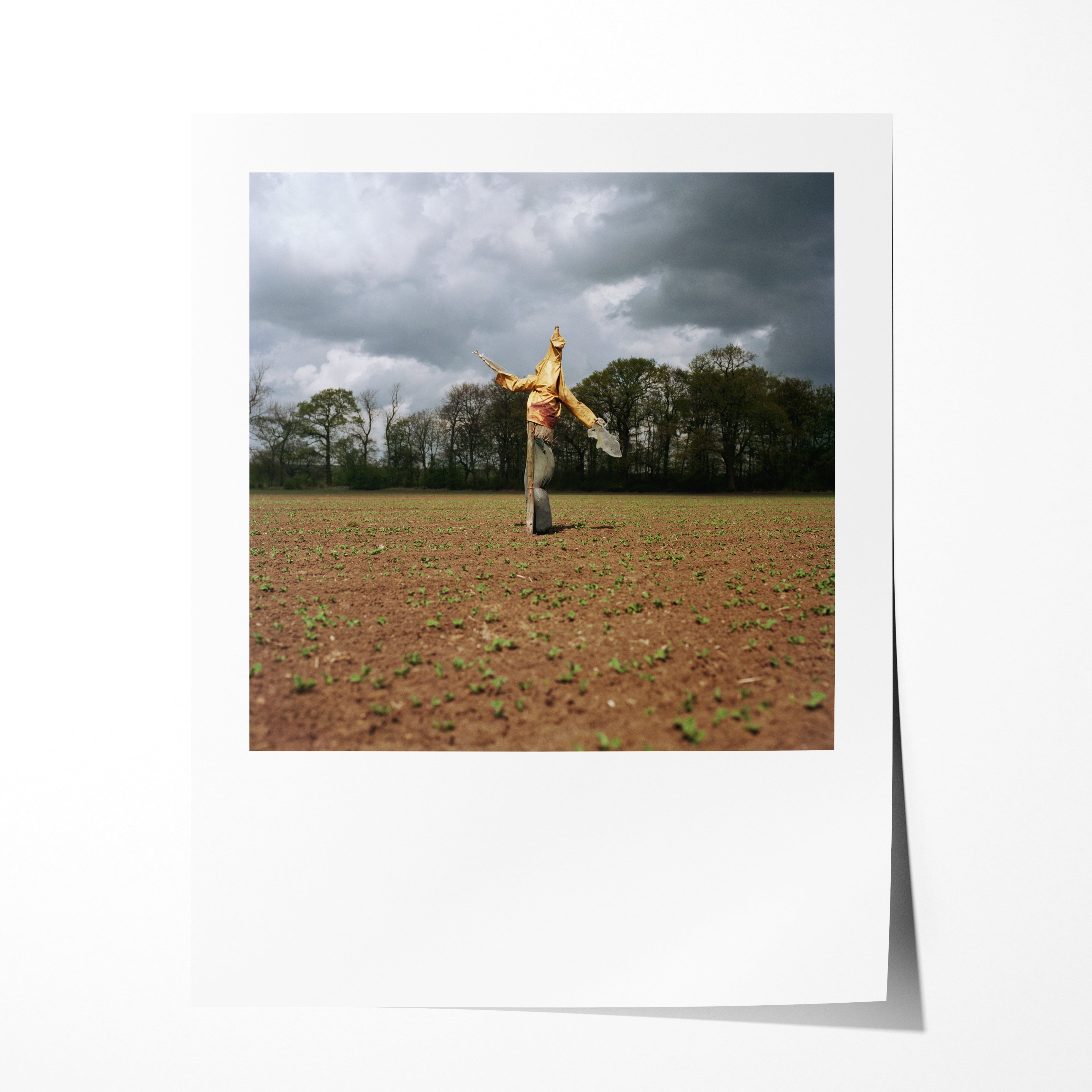 Scarecrow 31