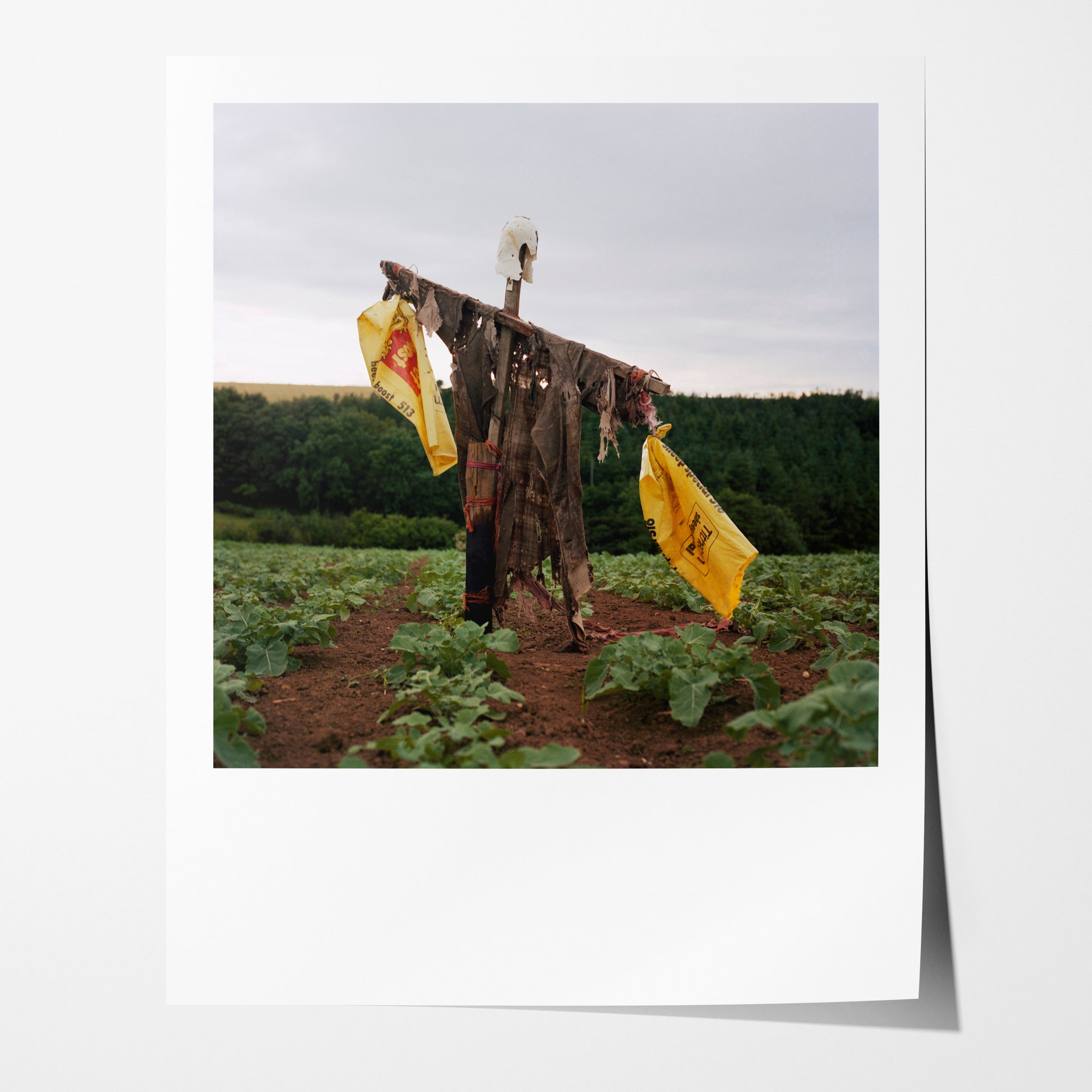 Scarecrow 67