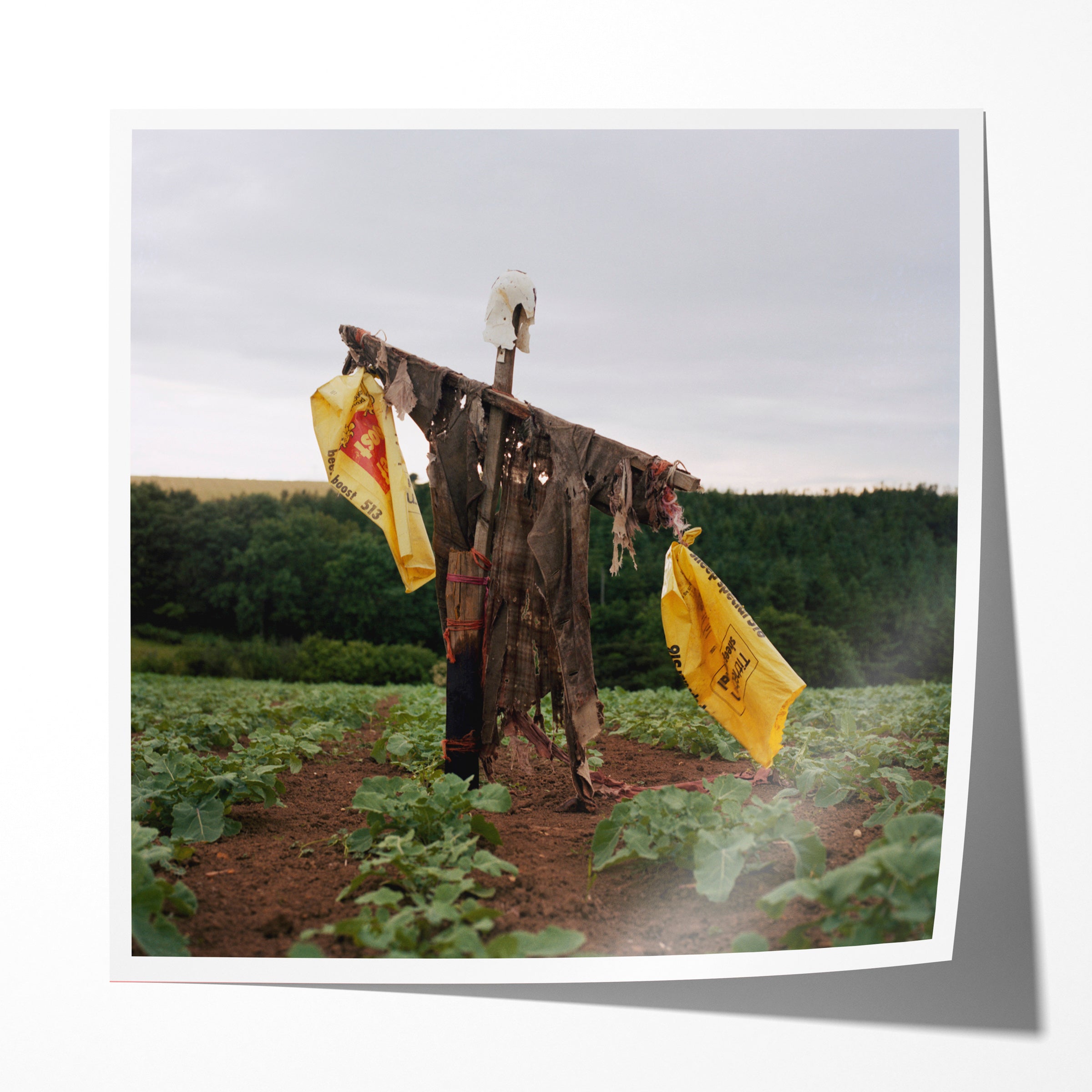 Scarecrow 67